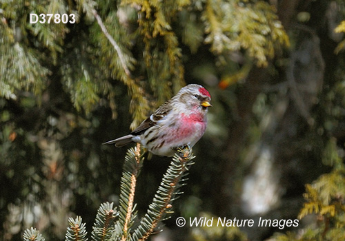 Common Redpoll (Acanthis flammea)